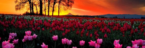 Zachód, Drzewa, Słońca, Tulipanów, Połacie