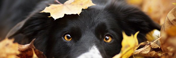 Liście, Głowa, Border collie