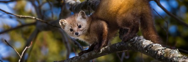 Gałęzie, Kuna amerykańska