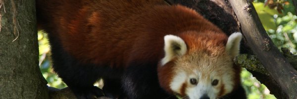 Czerwona, Pandka ruda, Konary, Panda