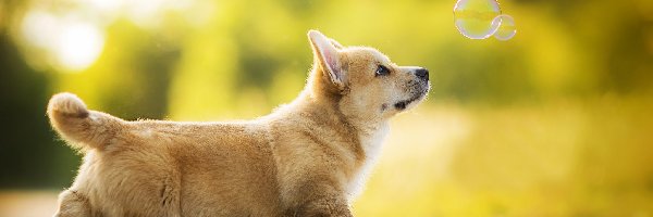 Bańki mydlane, Welsh corgi pembroke, Pies