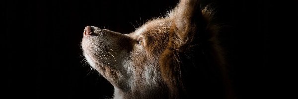 Nierasowy, Rudawy, Brązowy, Pies, Głowa, Kundelek, Nos