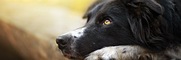 Border collie, Kłoda, Pysk, Pies