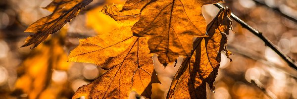 Bokeh, Gałązka, Liście