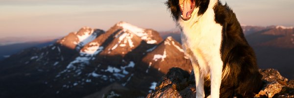 Border collie, Pies, Radość, Pysk, Góry