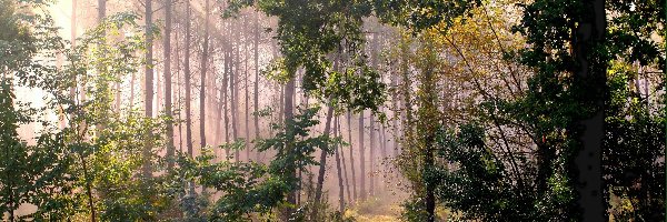 Słońca, Krzewy, Promienie, Jesień, Drzewa, Las