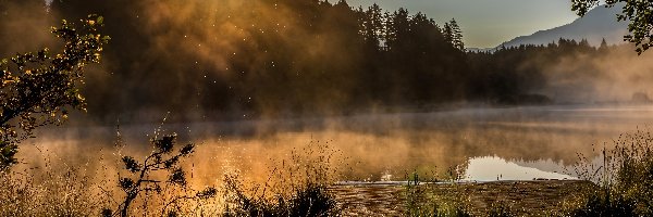 Jezioro, Las, Mgła, Słońca, Promienie