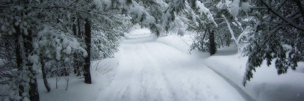 Droga, Ośnieżone, Las, Zima, Drzewa