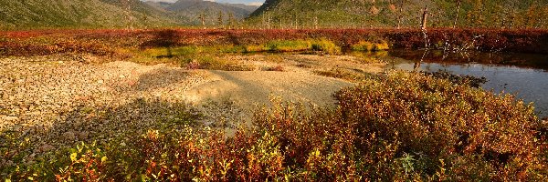 Góry Kołymskie, Magadan, Kołyma, Roślinność, Rosja