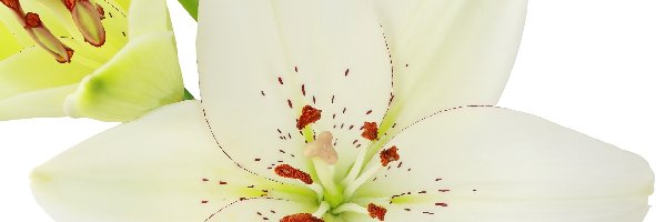 Kwiat, Biały, Lilia