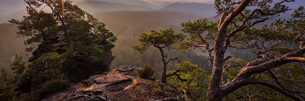 Wschód słońca, Sosny, Niemcy, Nadrenia-Palatynat, Góry, Las Palatynacki, Palatynat Reński, Drzewa