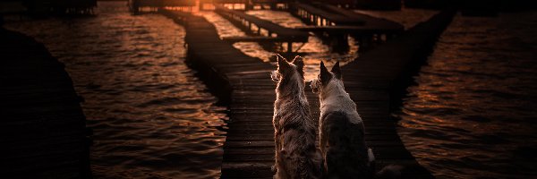 Pomost, Kładka, Zachód słońca, Morze, Border collie