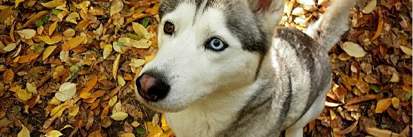 Husky, Liście, Jesienne, Siedzący