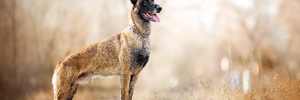 Pies, Tory, Owczarek belgijski malinois, Rośliny, Kolejowe