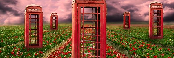 Pole, Tulipany, Czerwone, Telefoniczne, Budki