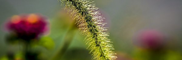 Kwiaty, Kłos, Roślina