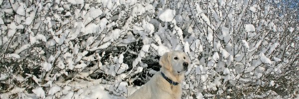 Krzewy, Labrador, Biszkoptowy, Śnieg