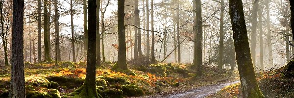 Przebijające, Droga, Mgła, Światło, Las, Jesień