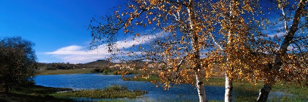 Jezioro, Brzoza, Przyroda, Jesień