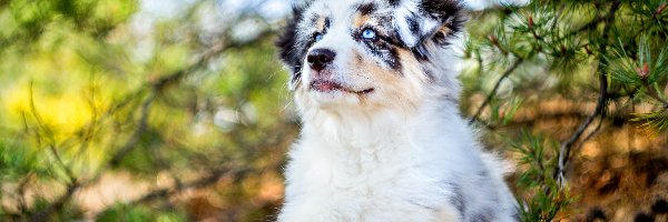 Owczarek australijski-australian shepherd, Szczeniak