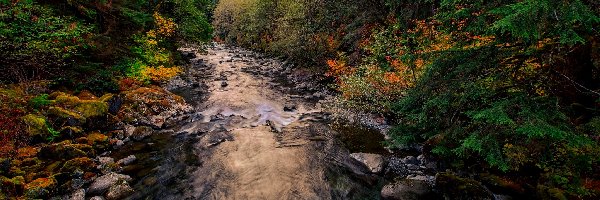 Kamienie, Hrabstwo King County, Rzeka Taylor River, Stan Waszyngton, Stany Zjednoczone, Las, Jesień