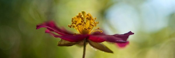 Rozmyte tło, Clematis, Kwiat