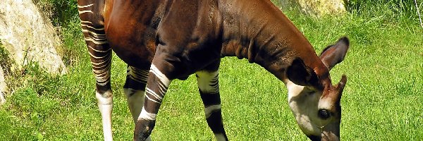 Lato, Roślinność, Okapi, Cień, Światło