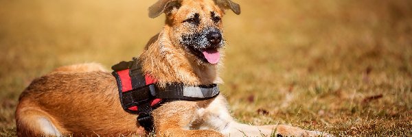 Język, Szelki, Trawa, Pies