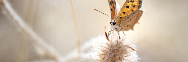 Motyl, Roślina, Czerwończyk żarek, Makro