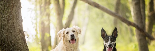 Australian cattle dog, Drzewa, Las, Golden retriever