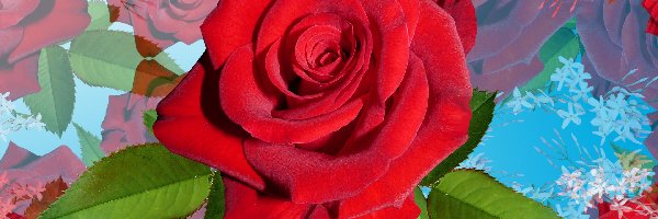 Czerwona, 2D, Róża, Kwiaty