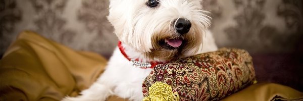 Poduszka, West Highland White Terrier