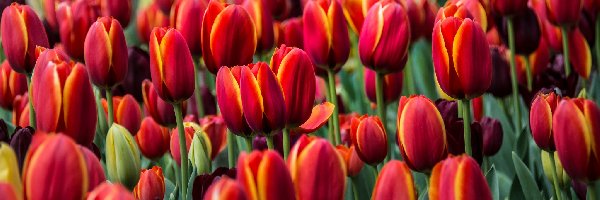 Tulipany, Czerwono-żółte
