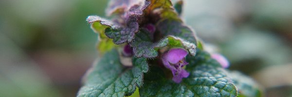 Jasnota purpurowa, Roślina