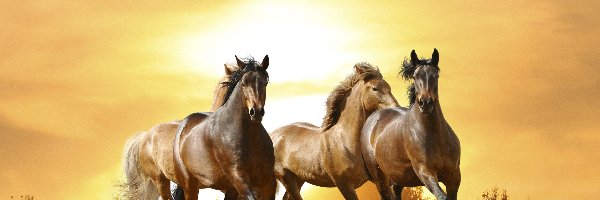 Zachód, Galop, Piach, Konie
