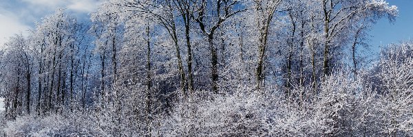 Krzewy, Zima, Śnieg, Drzewa