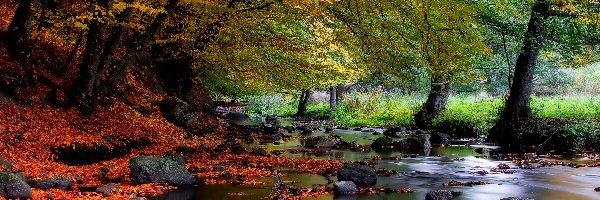 Drzewa, Kamienie, Rzeka, Jesień