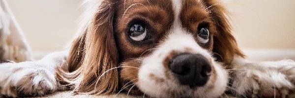 Cavalier king charles spaniel, Szczeniak, Pies