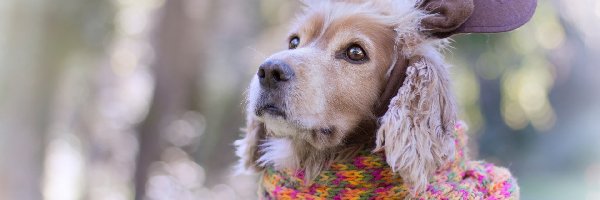 Szalik, Cocker spaniel angielski, Pies