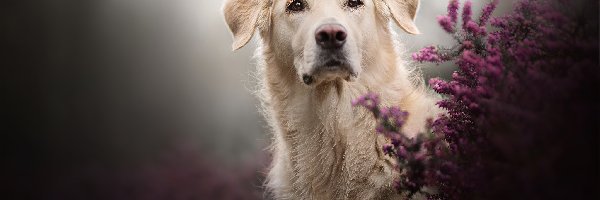 Wrzosy, Golden retriever, Pies