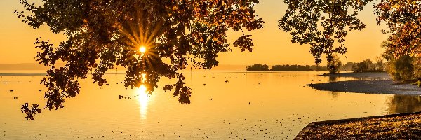 Jezioro, Gałęzie, Promienie słońca, Kaczki, Drzew