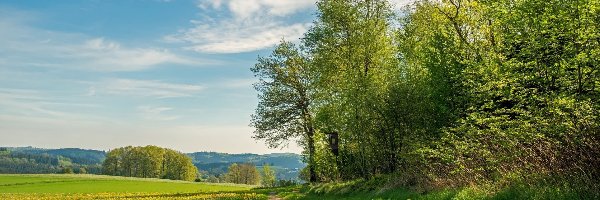 Wiosna, Trawa, Drzewa, Niebo, Łąka, Droga