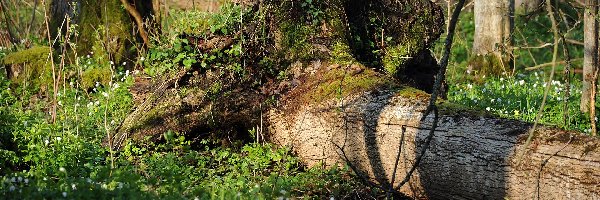 Białowieski, Narodowy, Park, Drzewo, Powalone