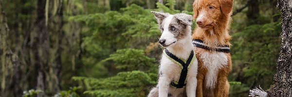 Retriever z Nowej Szkocji, Owczarek australijski-australian shepherd