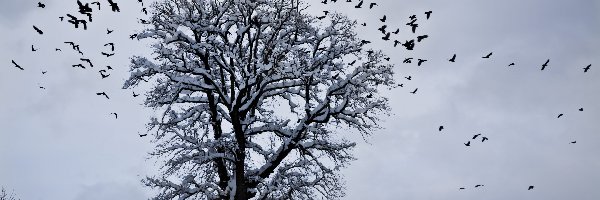 Drzewo, Ptaki, Zima