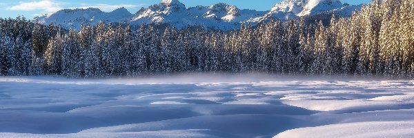 Płaskowyż Pokljuka, Triglavski Park Narodowy, Las, Drzewa, Góry Alpy Julijskie, Torfowisko Barje Šijec, Zima, Słowenia