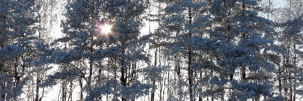 Las, Promienie, Drzewa, Zima, Słońca