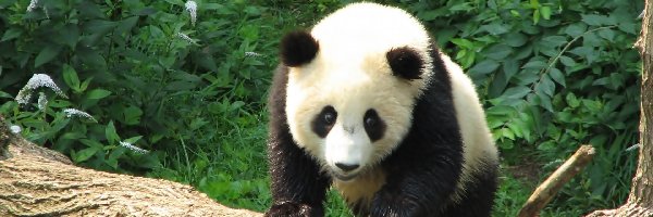 Kłoda, Panda