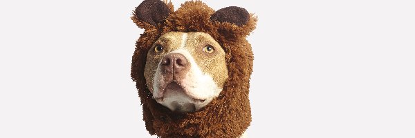 Czapka, Pit bull terrier, Pies