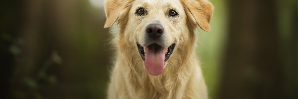 Golden retriever, Język, Mordka, Pies